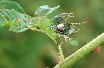 Japanese Beetle Prevention and Control | Organic Options | joegardener®