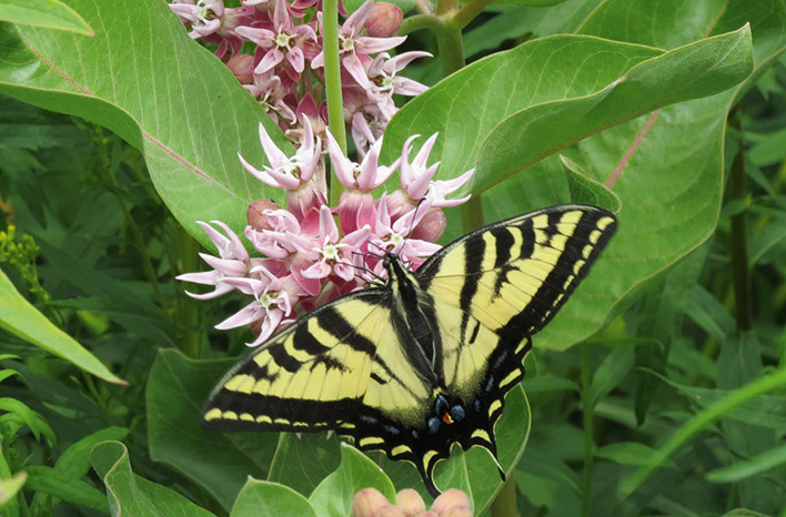 Swallowtail butterfly on a milkweed plant.
