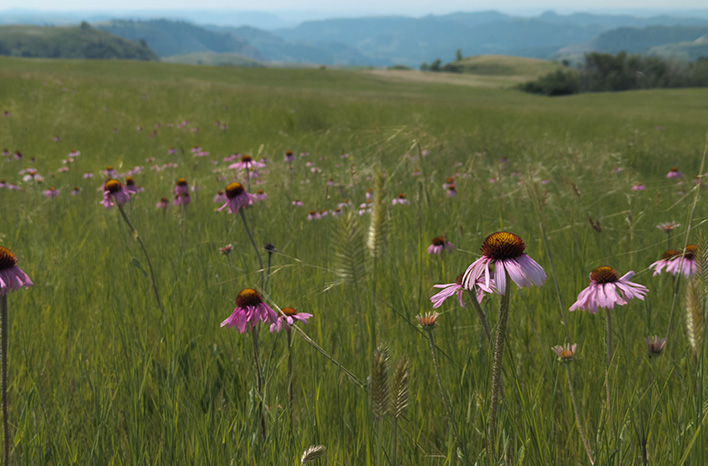 Purple coneflower